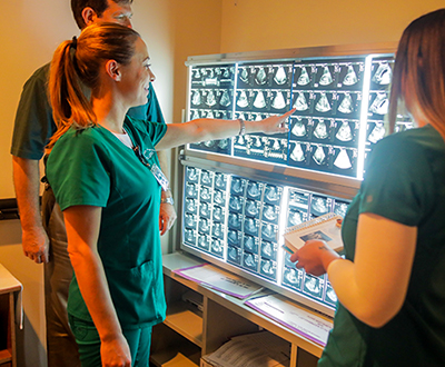 students looking at ultrasound pictures