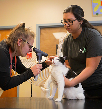 vet techs checking the eyes of a cat