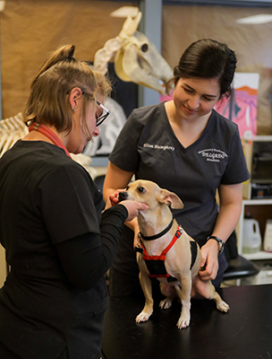 two vet techs examing a dog