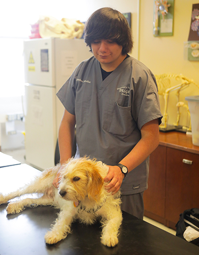 student caring for a dog